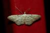 Idaea seriata